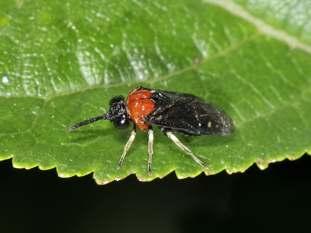 Eutomostethus ephippium?